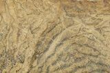 Pennsylvanian, Fossil Microbial Mat - Oklahoma #301900-1